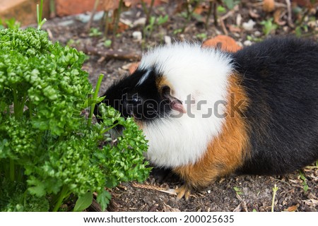 A guinea pig is eating parsley/guinea pig/pet