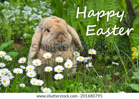 german  Easter card with a rabbit / Happy Easter