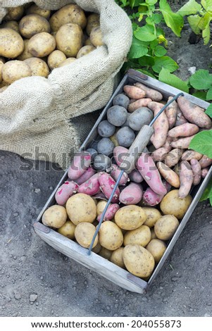 Bag and box with fresh, yellow potatoes/potatoes/Potato varieties