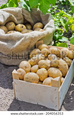 Bag and box with fresh, yellow potatoes/potatoes/Potato variety Satina