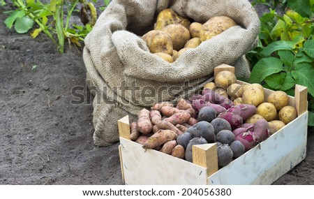 Bag and box with fresh, yellow potatoes/potatoes/Potato varieties