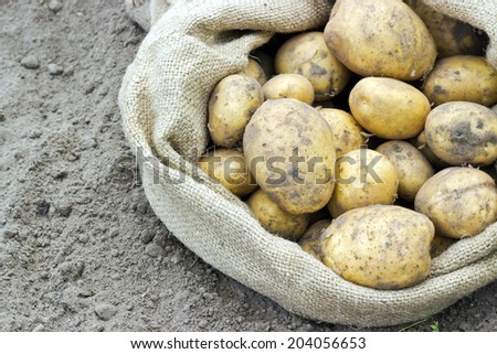 Bag with fresh, yellow potatoes/potatoes/harvest