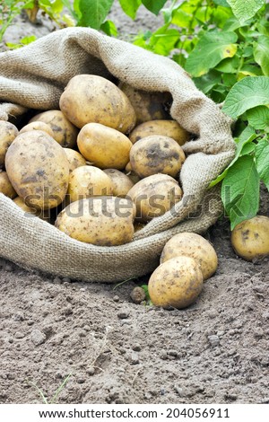 Bag with fresh, yellow potatoes/potatoes/Potato variety Satina