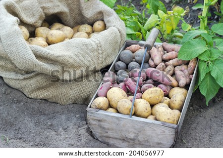 Bag and basket with fresh, different potatoes/potatoes/Potato varieties