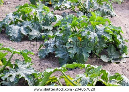 vegetables bed of zucchini plant/zucchini plant/vegetables bed
