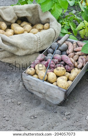 Bag and basket with fresh, different potatoes/potatoes/Potato varieties