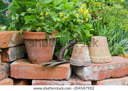 Pots with tomato plant and herbs/flower pots/garden