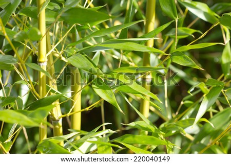 Bamboo branches/bamboo/plant