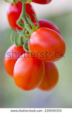 red Grape tomatoes/tomatoes/vegetables