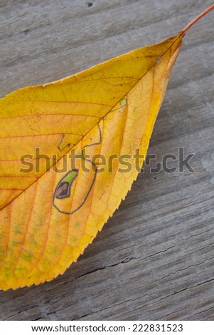 Yellow leaf with natural drawing/whim of nature/leaf
