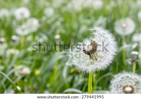 Dandelions on a meadow/Dandelions/meadow
