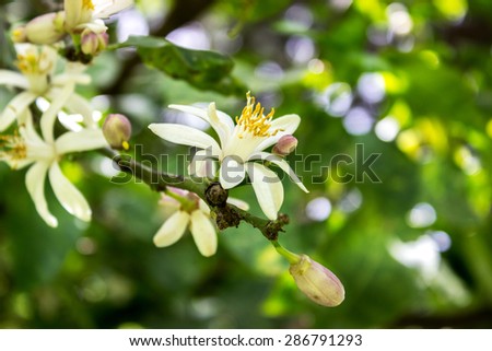 Citrus tree with flowers / lemon tree / citrus blossoms