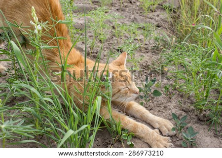 A red, tabby cat stretches / red tomcat / cat