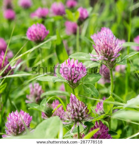 Meadow with blooming red clover / clover / Clover