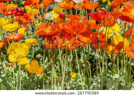 red, orange and yellow poppy / poppy / summer flowers