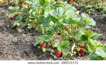 Strawberries, strawberry harvest, strawberry plants, fruits, fruit, earth, garden, garden soil, green, red, plants, garden, ripe, row, border, leaves, summer, berries,