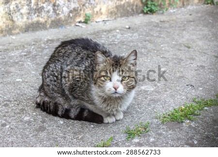 A gray and white cat sitting on the street / Cat / Cat Street