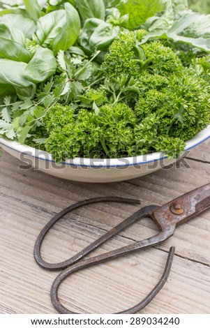 Bowl with parsley, basil, burnet, rocket and borage / fresh herbs / herbs