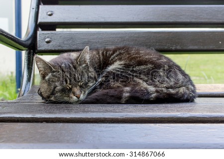 A tabby cat lying on a park bench / tabby cat / cat