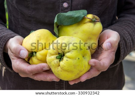 Hand holding yellow pear quince / yellow pears quinces / Quince