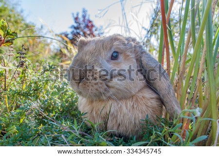 A domestic rabbits sitting in the garden / Dwarf Rabbit  / Pet