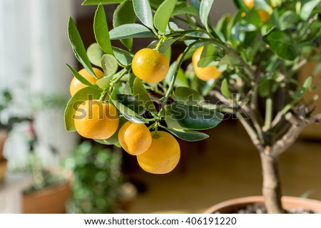 little orange tree in a pot / citrus trees / citrus