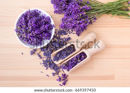Fresh and dried lavender flowers / lavender flowers / lavender