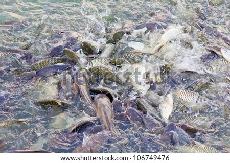 Many fishes are fight over for food in the pond
