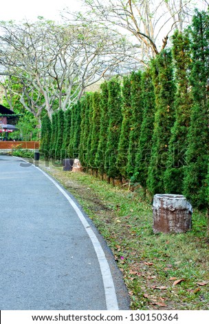 row of pine trees beside the street in the park