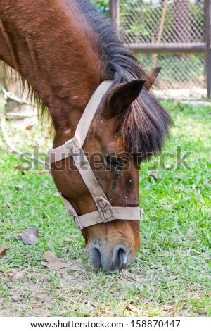 close up of a horse\'s head in the farm, Thailand