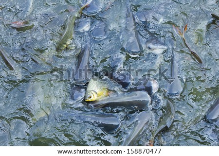 Many fishes are fight over for food in the pond