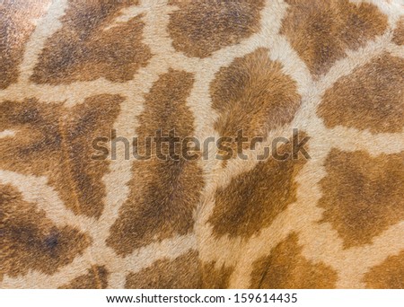 texture of giraffe's skin, close up shot