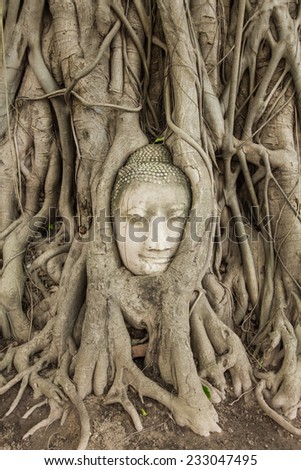 Buddha head covered by roots of a tree at Ayutthaya province in Thailand