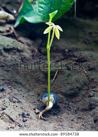 Young plant growing on the ground
