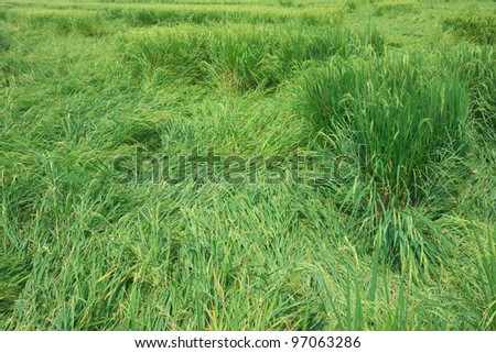 rice fall down in field from windy