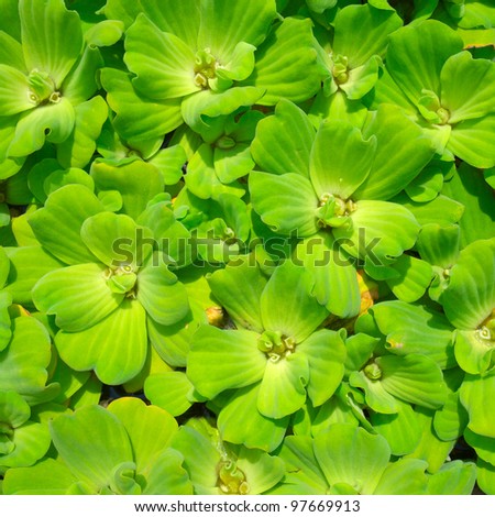 green water weed background