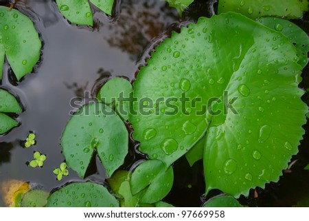 water drop on lotus leaf background