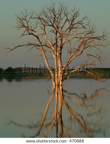 Tree reflected in flooded lake