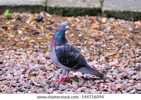 A Feral Pigeon on the ground.
