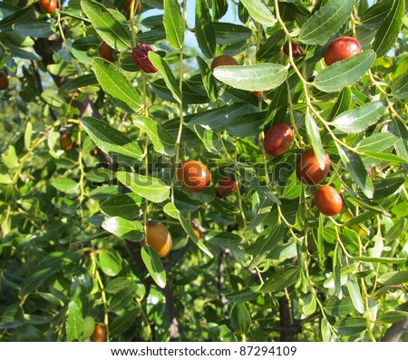 fruits of a jujube tree