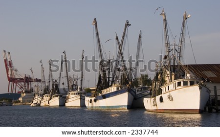 Fleet of Shrimp Boats At Pier