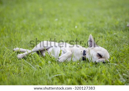 Dog sleeps on green grass