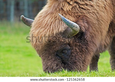 The European bison (Bison bonasus), also known as wisent or the European wood bison, is a Eurasian species of bison.