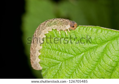 A Grey Caterpillar Eating a Green Leaf
