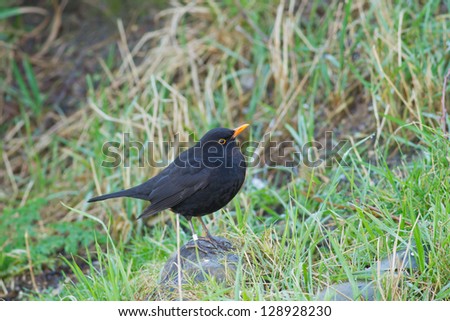 A male Common Blackbird (Turdus merula) also called Eurasian Blackbird or simply Blackbird.