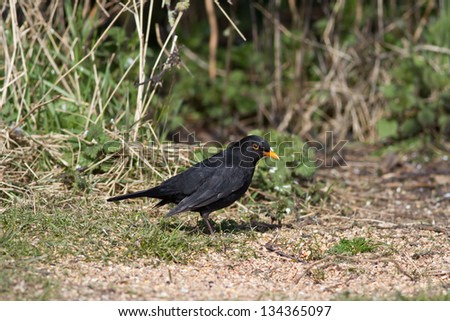 A male Common Blackbird (Turdus merula) also called Eurasian Blackbird or simply Blackbird.