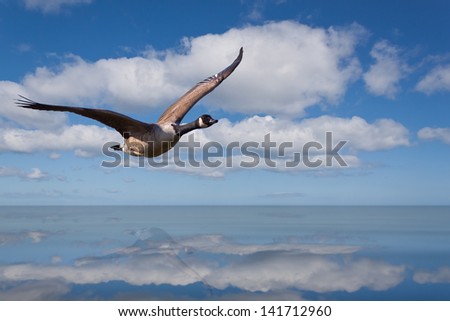 Single Canada Goose with Reflection Flying Over Water on a Sunny Day
