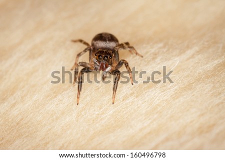 A Dark Jumping Spider on a Wool Texture