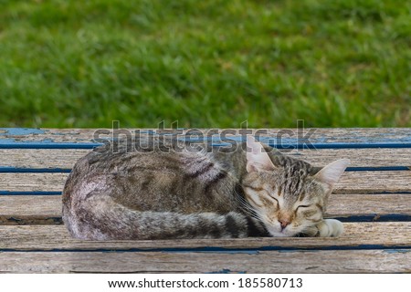 A Tabby Cat Sleeping on a Weathered Garden Table