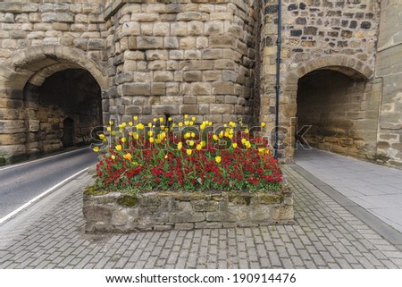 Yellow Tulips in front of Road and Walkway at the Entrance of Alnwick Town Wall
